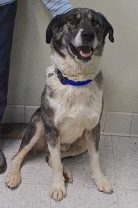 Picture of Patch