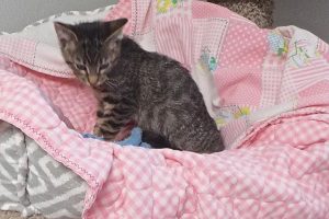 Picture of Peppermint