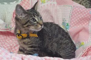 Picture of Peppermint