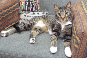 Picture of Praline