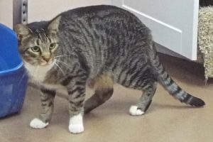 Picture of Praline