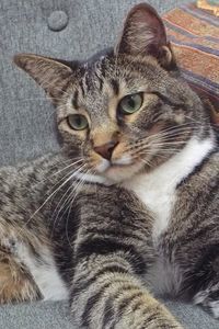 Picture of Praline
