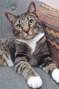 Picture of Praline