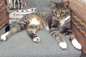 Picture of Praline