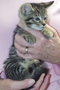 Picture of Snickerdoodle