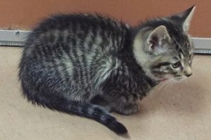 Picture of Snickerdoodle
