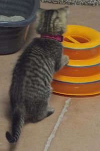 Picture of Snickerdoodle