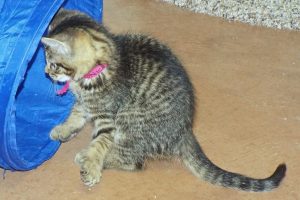 Picture of Snickerdoodle
