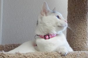 Picture of Sugar