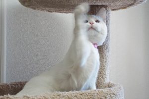 Picture of Sugar