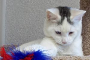 Picture of Sugar