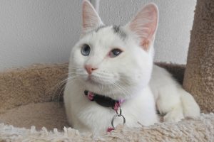 Picture of Sugar