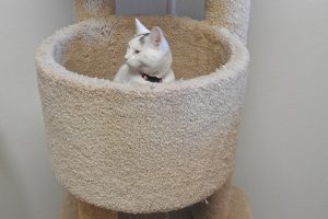 Picture of Sugar