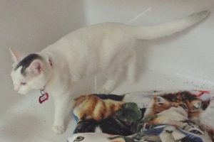 Picture of Sugar