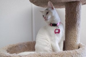 Picture of Sugar