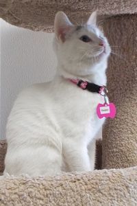 Picture of Sugar