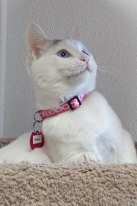 Picture of Sugar