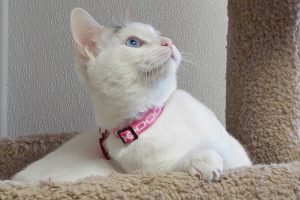 Picture of Sugar