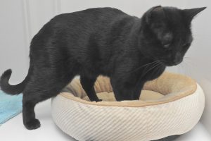 Picture of Sundae
