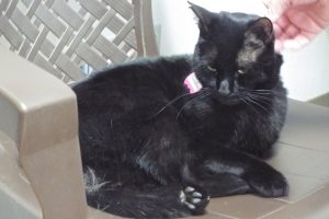 Picture of Sundae