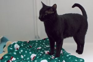 Picture of Sundae