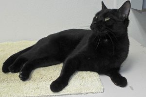 Picture of Sundae