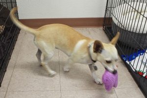 Picture of Suzie