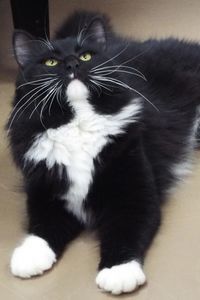Picture of Sylvestra