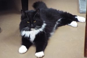 Picture of Sylvestra