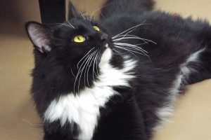 Picture of Sylvestra