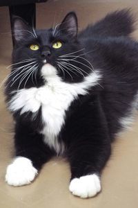 Picture of Sylvestra