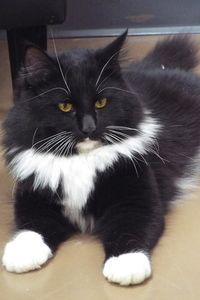 Picture of Sylvestra