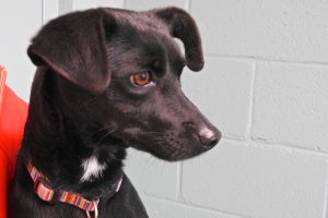 Picture of Thor