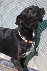 Picture of Thor