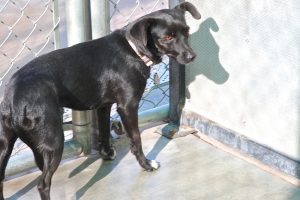 Picture of Thor