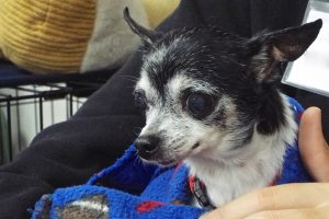 Picture of Tink