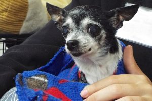 Picture of Tink