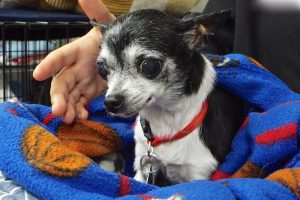 Picture of Tink