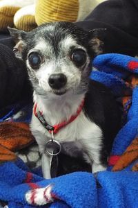Picture of Tink