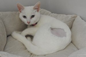 Picture of Banshee