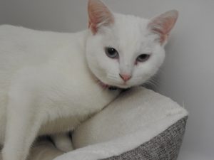Picture of Banshee