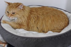 Picture of Captain