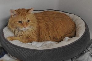 Picture of Captain