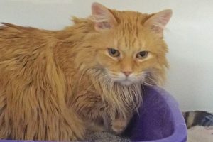 Picture of Captain