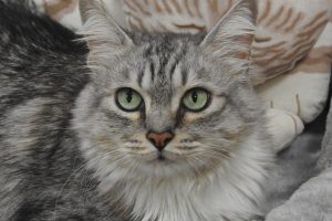 Picture of Elizabeth
