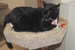 Picture of Kit Kat (R.B.)