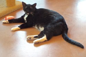 Picture of Kit Kat (R.B.)