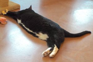 Picture of Kit Kat (R.B.)