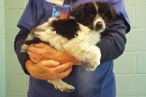 Picture of Kiwi