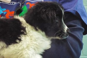Picture of Kiwi